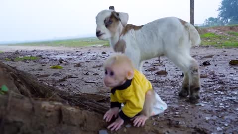 MonMon monkey loves to ride goat #Shorts