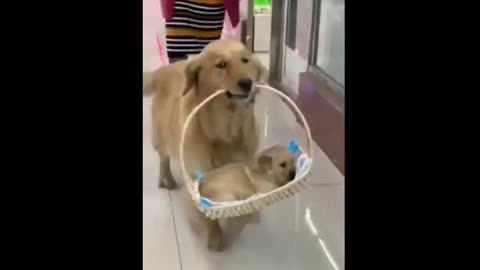 Funny and Cute Dog Trainee Video Compilation 2023