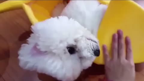 banana puppy