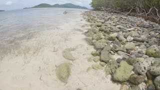 Hermit Crab at Mary's Creek, St John, USVI