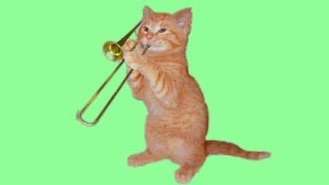 The cat plays the musical instrument