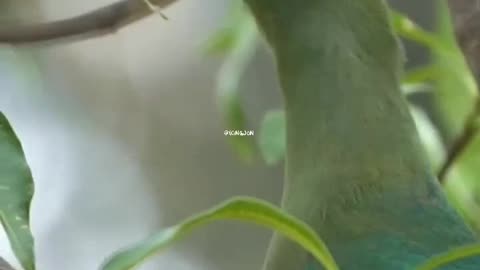 Birds natural voice cute | shorts video