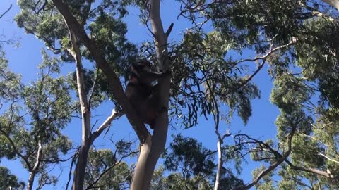 Koala Rules The Tree