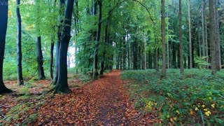 Natural ASMR birds singing twigs breaking real forest walk sounds