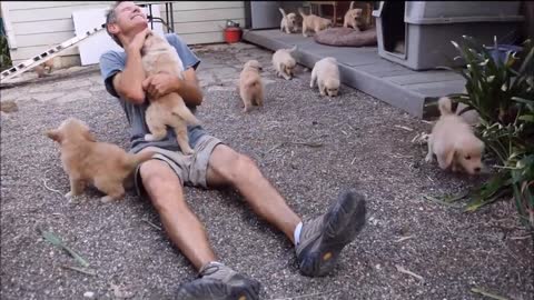 Golden Retriever Puppy Attack