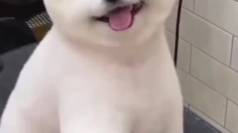 cute dog