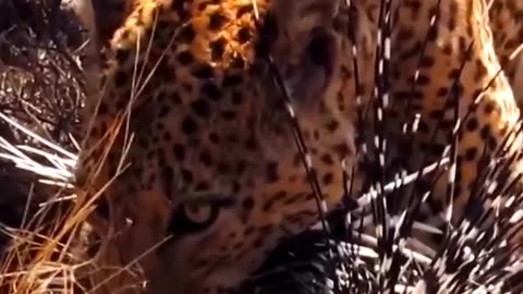 Leopard attack amazing clip