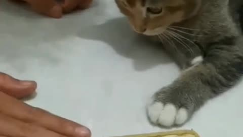 Funny cat 🐈😺 talented cat