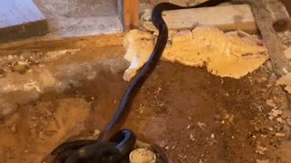 Home Remodel Uncovers Snakes in the Bathroom