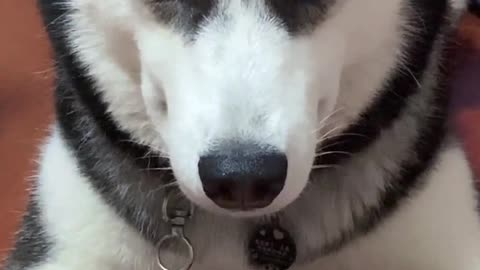 When huskies meet fake moves