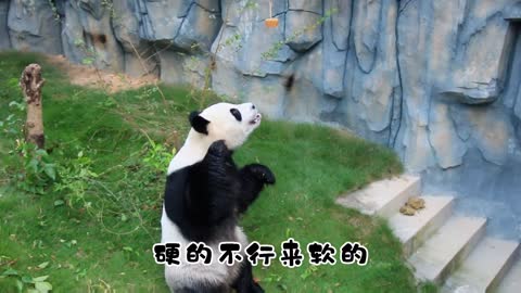 giant pandas