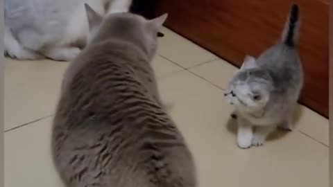 cats quarrel
