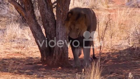 A pride of lions walks on the savannah plains of Africa with the male scratching his back on a tree