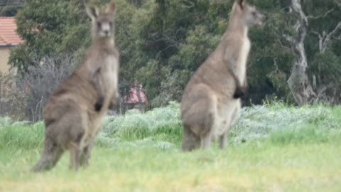 Kangaroos as I go for a walk