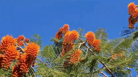 Colvillea Racemosa Tree, Rich Orange Garden Flowers, Colville's Glory Of Madagascar
