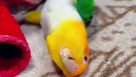 Funny bird 🐦🕊️🐦🕊️🕊️🐦🕊️ happy play