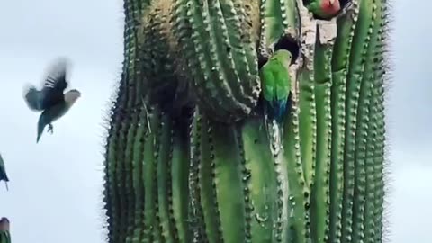 Cactus Parrot~A Species Of Parrot Native Brazil~Outside Of The Breeding Season It Leads A Nomadic Lifestyle And During The Mating Season It Nests In The Hollows Of The Large Cactus