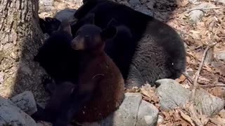 A Pile Of Bears