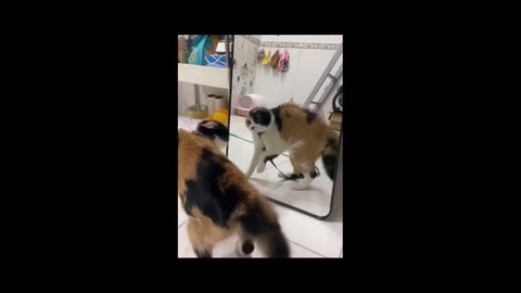 Entertaining minutes in the existence of cats