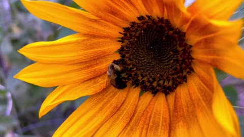 Busy bumblebee works frantically to gather pollen for the winter