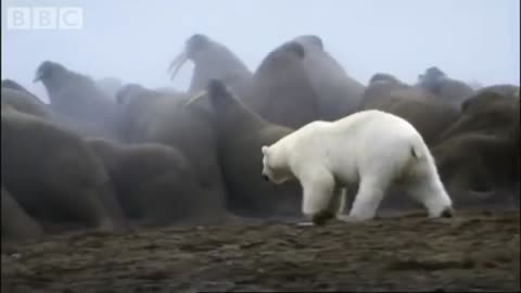 Oso polar vs colonia de morsa