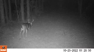 Buck on a deer camera