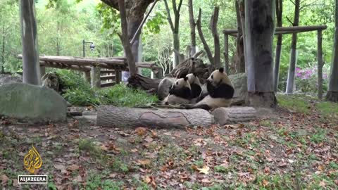 Two giant pandas sent by China arrive in Qatar ahead of World Cup (1)