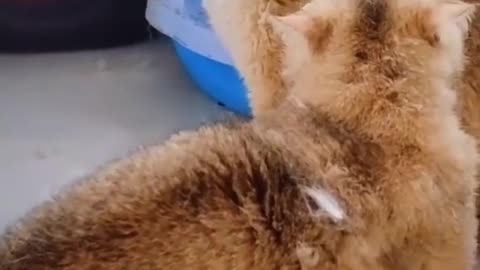 Cat and cat funny fight