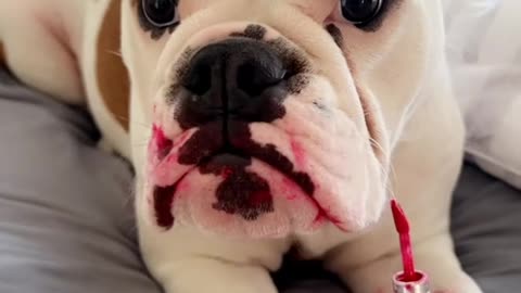 Layla the Bulldog Gets into Lip Stain