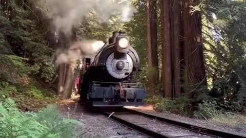 Step back in time with a magical train ride through the redwoods
