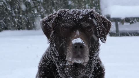 Dog under the snow