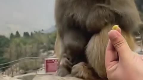 Very funny video monkey