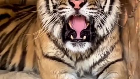 A Tiger have an Engry Mood