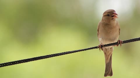 Bird's singing