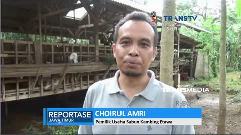 Wow! Susu Kambing Ini Dijadikan Sabun Kecantikan