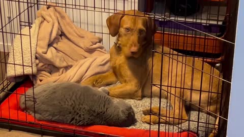 Cat owns the dogs crate!