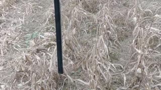 2022 Corn Harvest on Sommers Family Farm