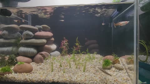 1st Aquascape for Guppies