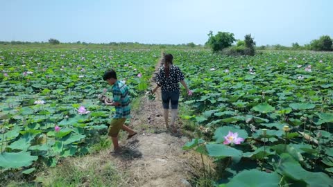 Harvest Lotus root and pick fruit for cooking