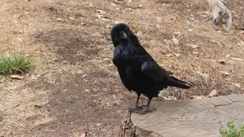 funny raven trying to say something