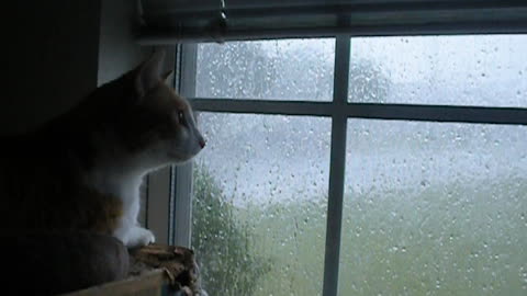 Fearless cat unfazed by extremely violent storm