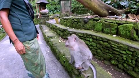 In Bali, Indonesia, a monkey politely asks the tour guide for food.