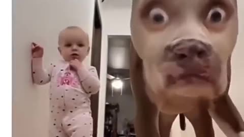 Funny moment !! Your daily dose of funny cute dogs