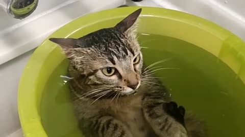 This cat really likes to soak in water