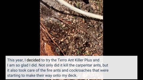 TERRO T901-6 Ant Killer Plus Multi-Purpose Insect Control for Outdoors