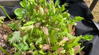 Cucumber Plants