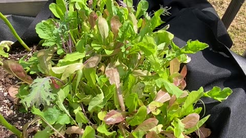 Cucumber Plants