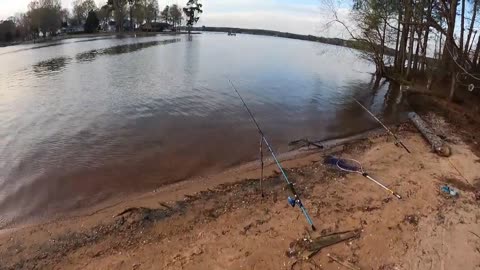 Catching Blue Catfish w/ BLUEGILL as Cut Bait!!! They LOVE it!