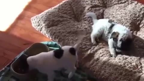 Funny video of dog