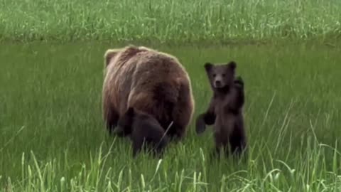 "Hello there, adorable little bear! 🐨✨ A heartwarming tale of friendship and discovery"